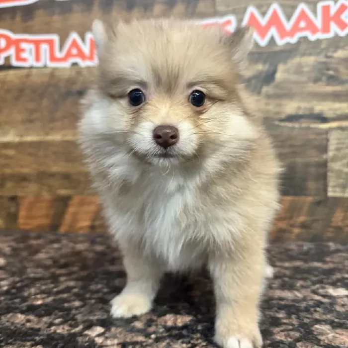 Male Pomeranian Puppy for Sale in Joplin, MO