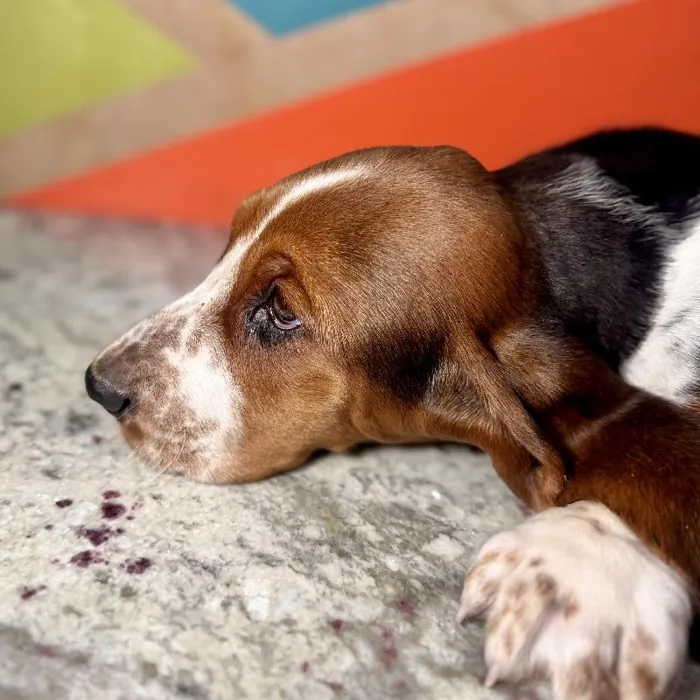 Female Basset Hound puppy named Chili for sale at Petland Rogers.