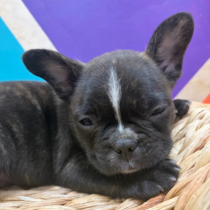 Male Frenchton puppy named Doyle for sale at Petland Wichita West.