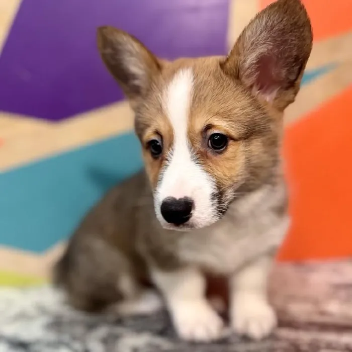 Male Pembroke Welsh Corgi Puppy for Sale in Joplin, MO
