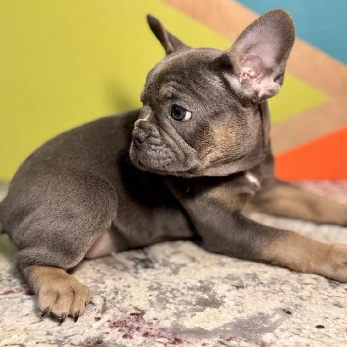 Female French Bulldog Puppy for Sale in Rogers, AR