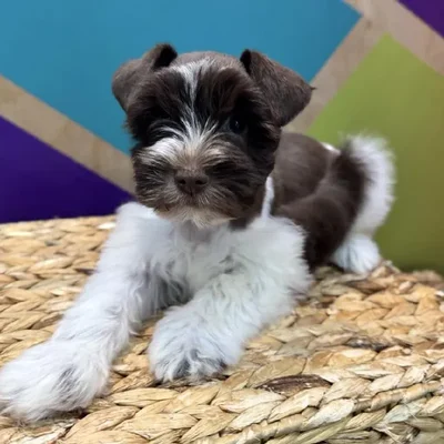 Female Mini Schnauzer Puppy for Sale in Rogers, AR
