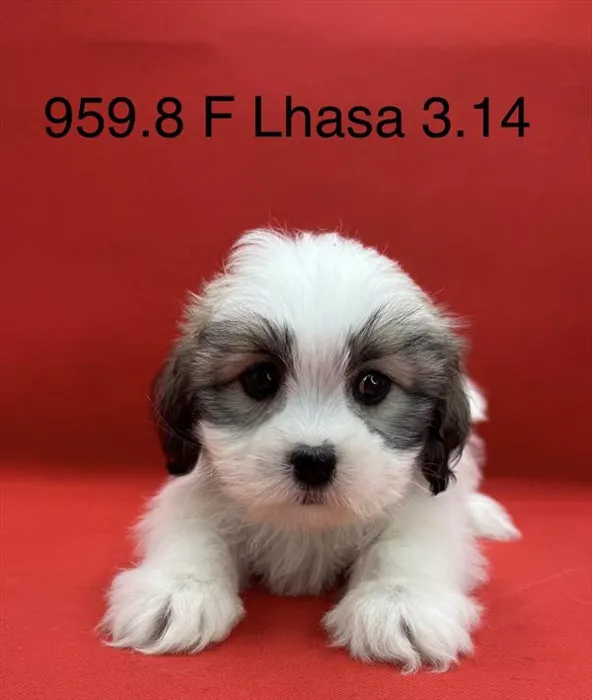Female Lhasa Apso puppy for sale at Petland Wichita West.