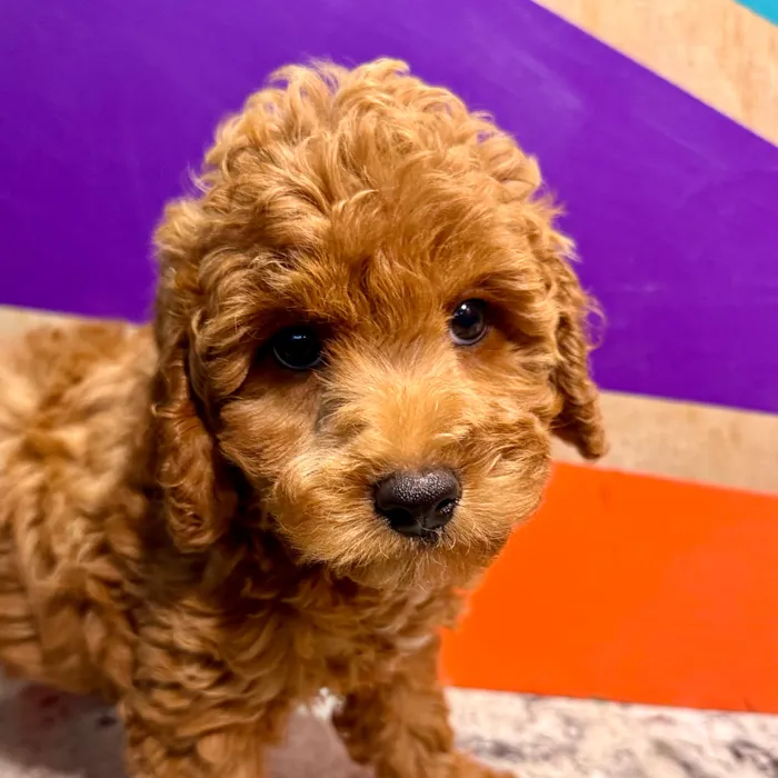 Male F1B Cavapoo puppy for sale at Petland Rogers.