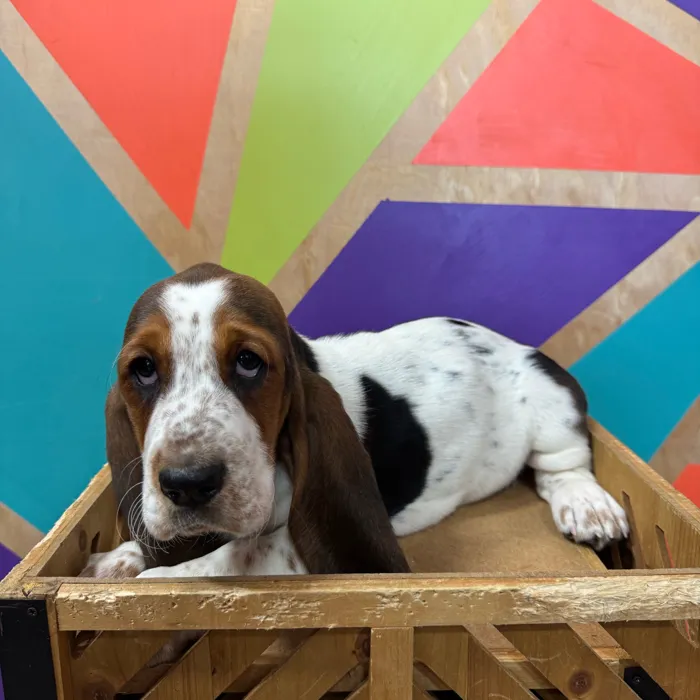 Female Basset Hound puppy named Bethany for sale at Petland Joplin.