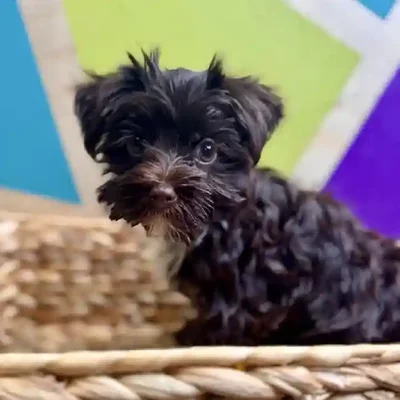 Male Yorkie Puppy for Sale in Rogers, AR
