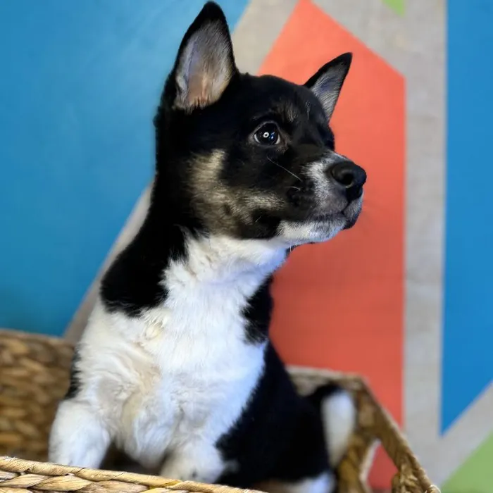 Male Shiba Inu Puppy for Sale in Rogers, AR