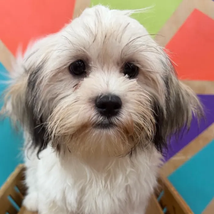 Female Teddy Bear puppy named Tesla for sale at Petland Joplin.