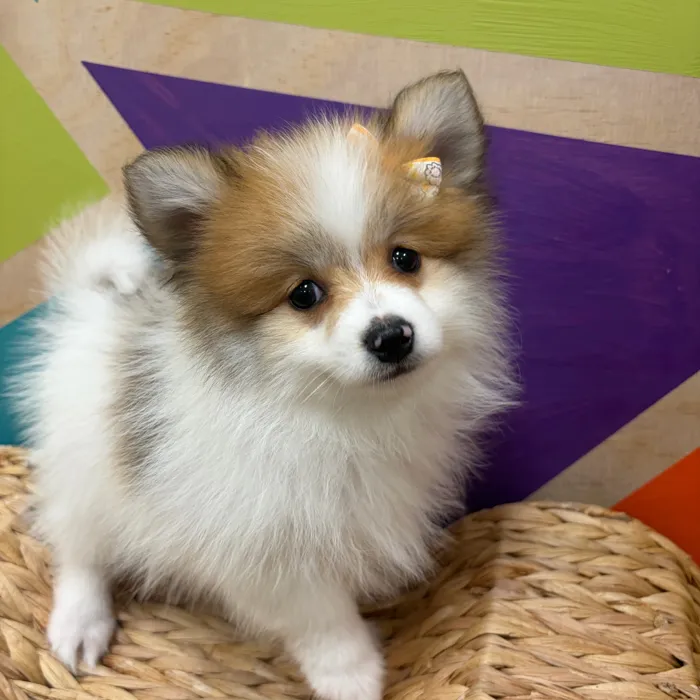 Female Pomeranian puppy named Patty for sale at Petland Wichita West.