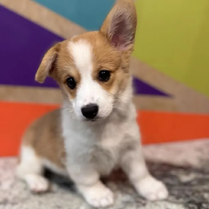 Female Pembroke Welsh Corgi Puppy for Sale in Fayetteville, AR