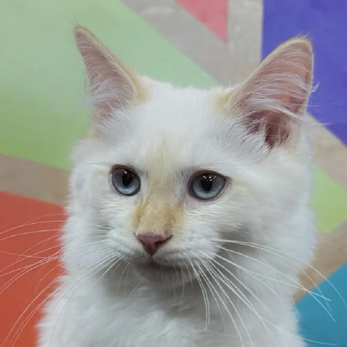 Male Scottish Fold kitten named Snowman for sale at Petland Joplin.
