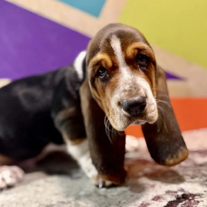 Male Basset Hound puppy named Boss for sale at Petland Rogers.