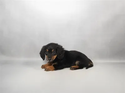 Female Dachshund puppy for sale at Petland Joplin.