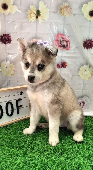Female Alaskan Klee Kai puppy for sale at Petland Joplin.