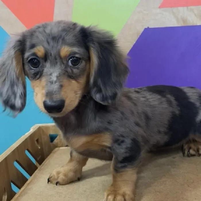 Female Mini Dachshund puppy named Lola for sale at Petland Joplin.