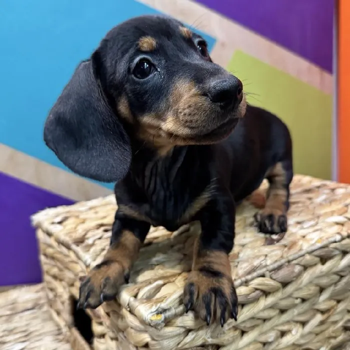 Male Dachshund Puppy for Sale in Rogers, AR