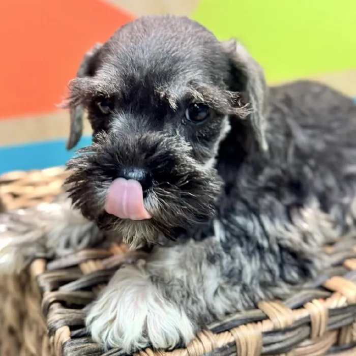 Male Mini Schnauzer Puppy for Sale in Rogers, AR