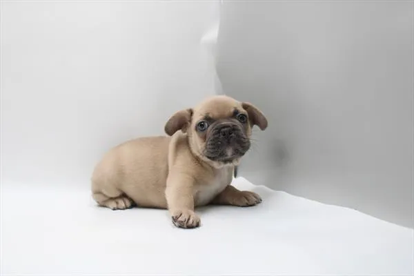 Male French Bulldog puppy for sale at Petland Joplin.