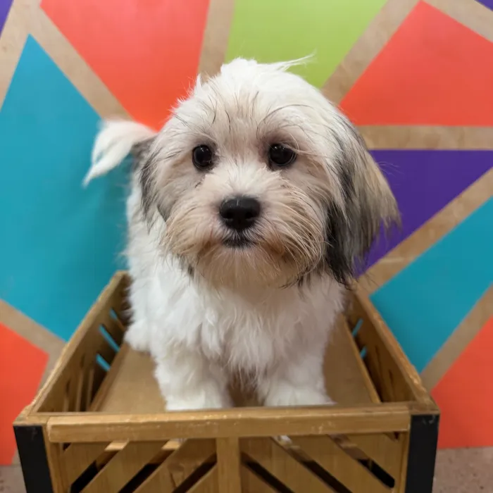 Female Teddy Bear puppy named Tesla for sale at Petland Joplin.