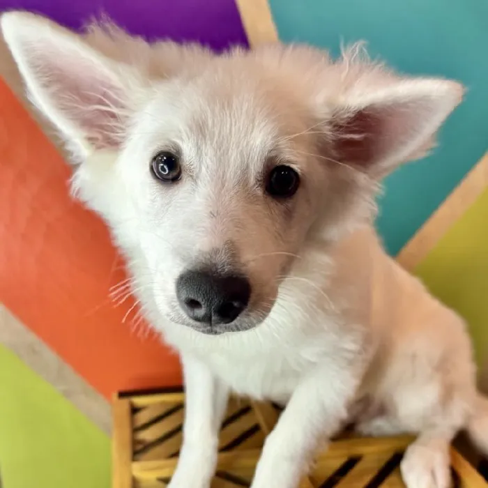 Male American Eskimo Puppy for Sale in Rogers, AR