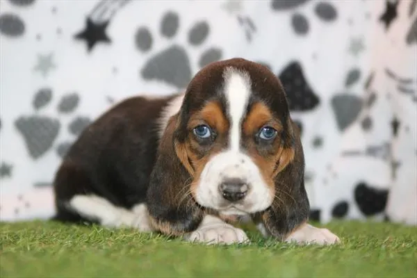 Male Basset Hound puppy for sale at Petland Wichita West.