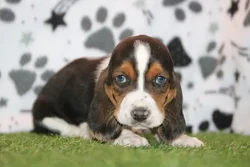 Male Basset Hound puppy for sale at Petland Wichita West.
