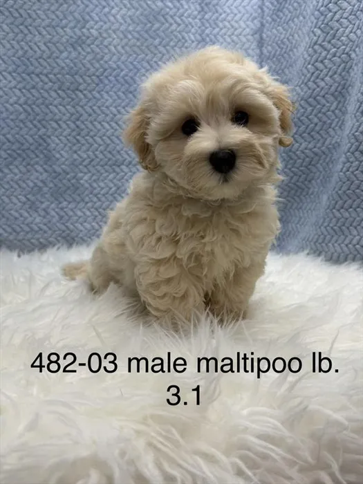 Male Maltipoo puppy named Edwin for sale at Petland Wichita West.