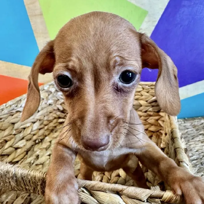 Female Chiweenie Puppy for Sale in Rogers, AR