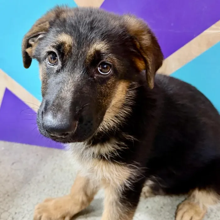 Male German Shepherd puppy named Champ for sale at Petland Joplin.