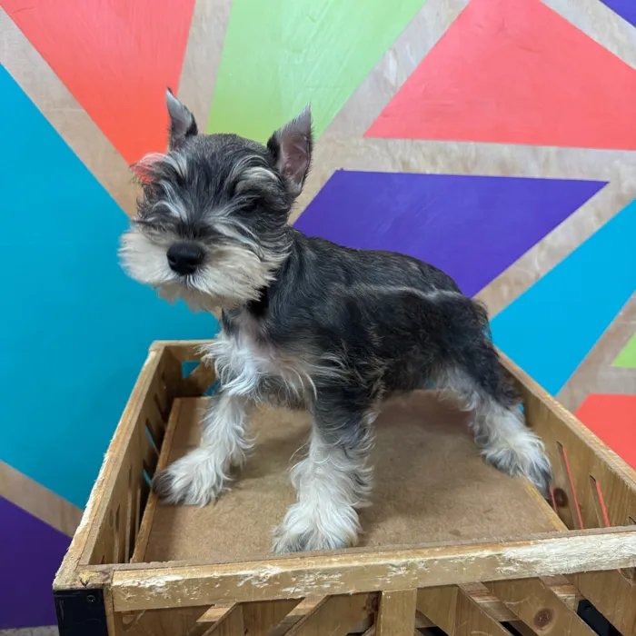 Male Mini Schnauzer puppy named John for sale at Petland Joplin.
