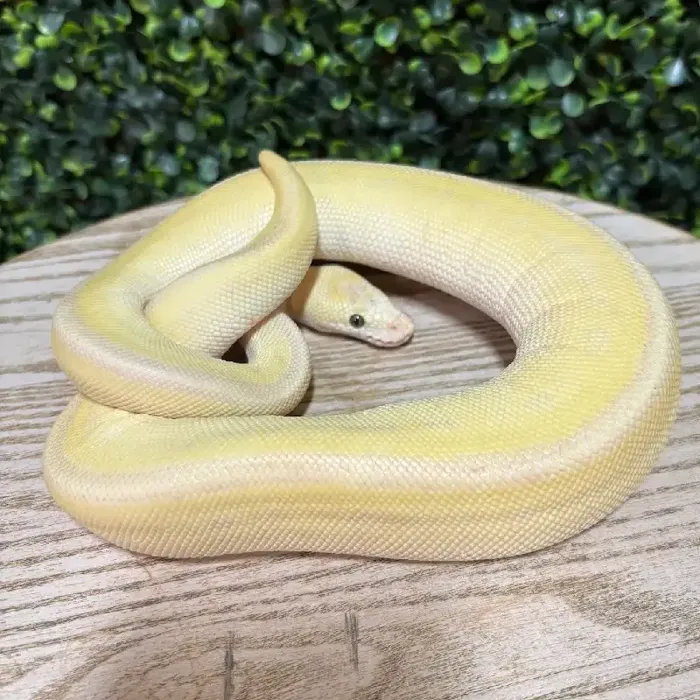 Female Ball Python reptile for sale at Petland Joplin.