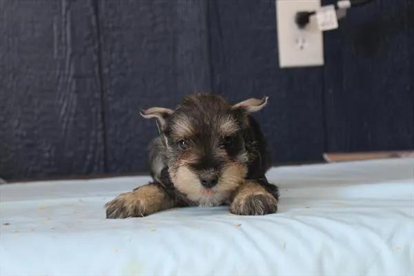 Female Mini Schnauzer puppy for sale at Petland Joplin.