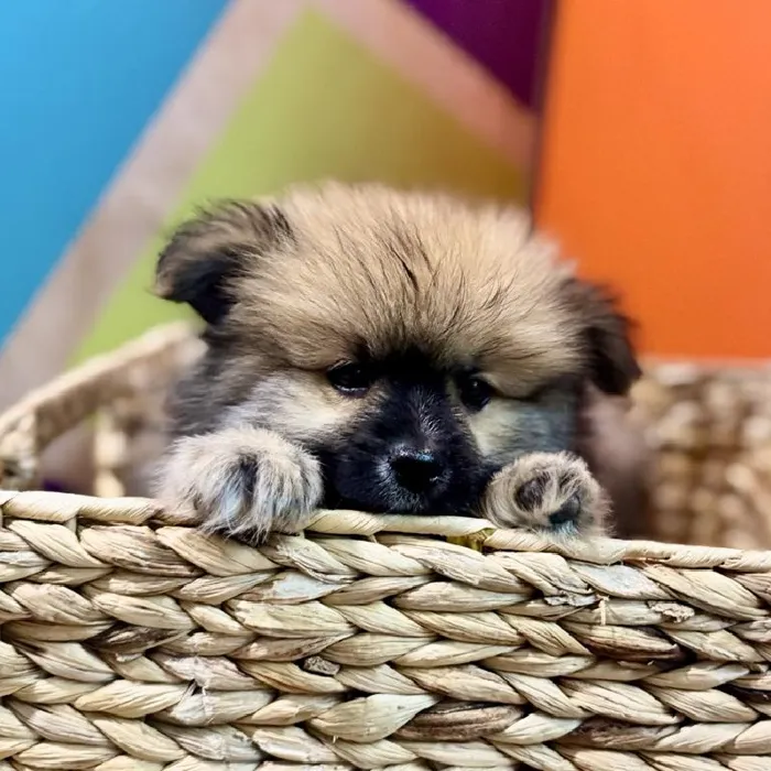 Male Pomeranian Puppy for Sale in Rogers, AR