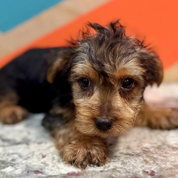 Male Yorkie Puppy for Sale in Rogers, AR