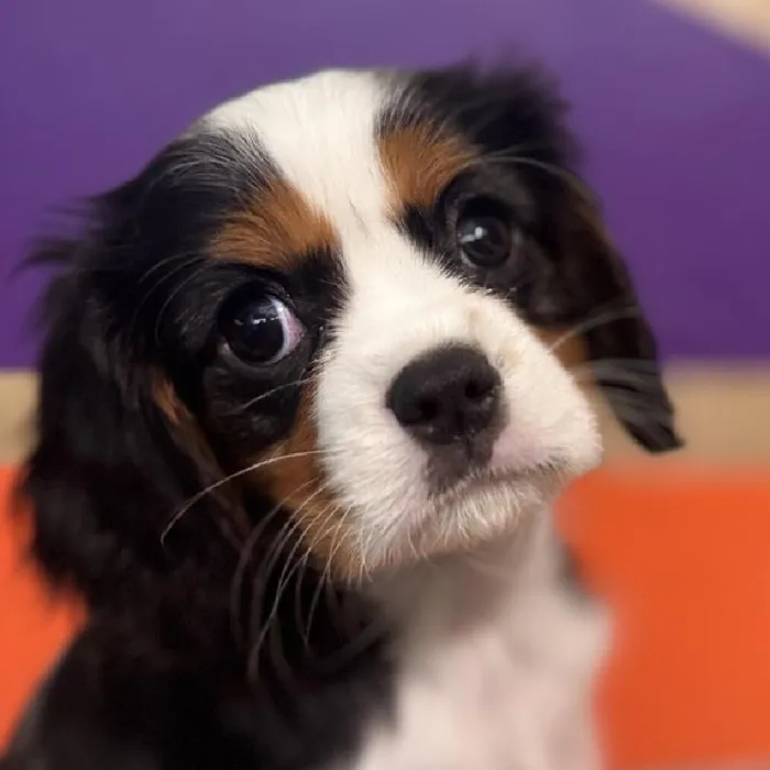 Female Cavalier King Charles Spaniel Puppy for Sale in Rogers, AR