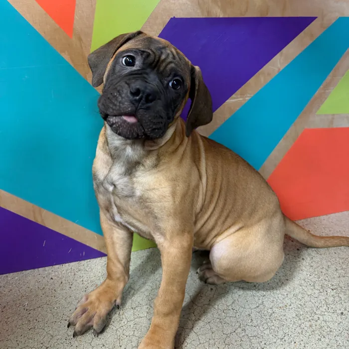 Female Bullmastiff puppy named Marley for sale at Petland Joplin.