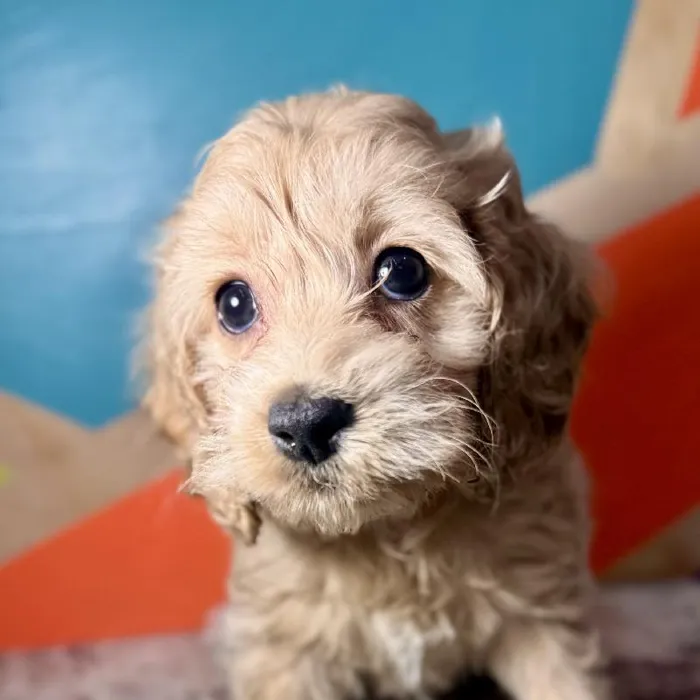 Female Cockapoo puppy named Nutmeg for sale at Petland Fayetteville.