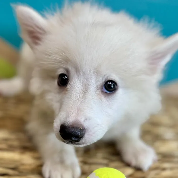 Male American Eskimo Puppy for Sale in Rogers, AR