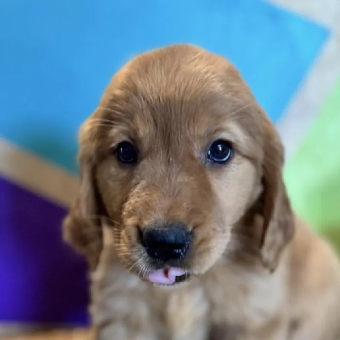 Female Golden Retriever Puppy for Sale in Rogers, AR