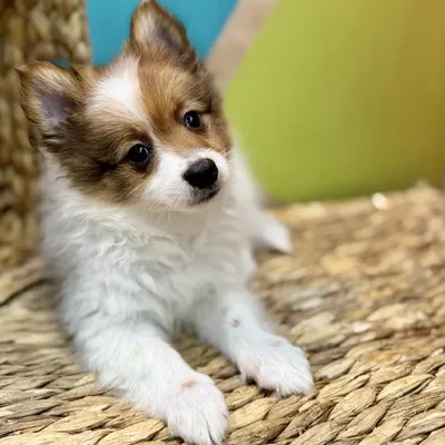 Male Pomeranian Puppy for Sale in Rogers, AR