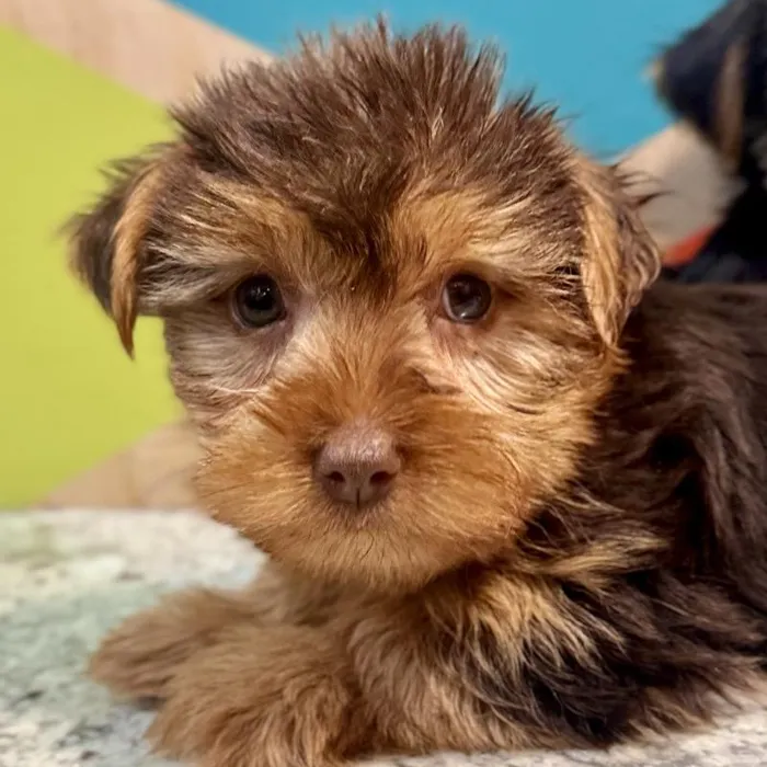 Male Yorkie Puppy for Sale in Joplin, MO