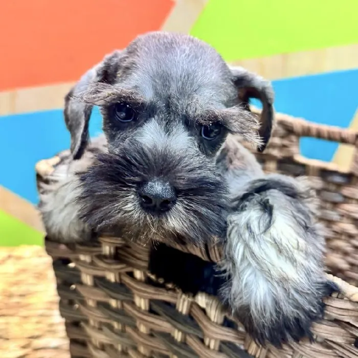 Female Mini Schnauzer Puppy for Sale in Rogers, AR