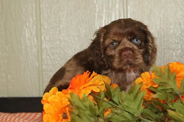 Male Cocker Spaniel puppy for sale at Petland Rogers.