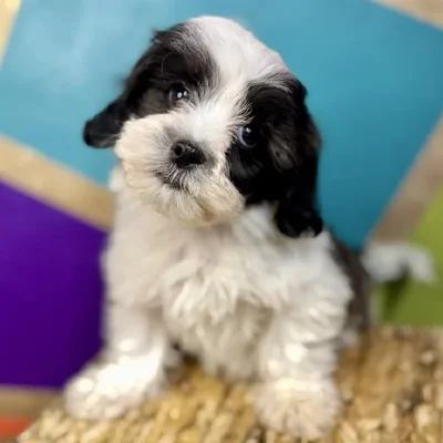 Male Shipoo Puppy for Sale in Rogers, AR