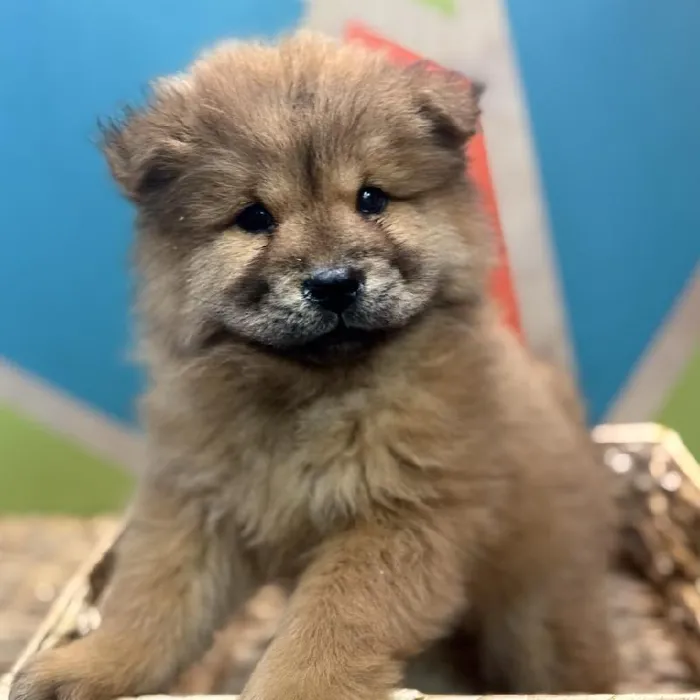 Female Chow Chow Puppy for Sale in Rogers, AR