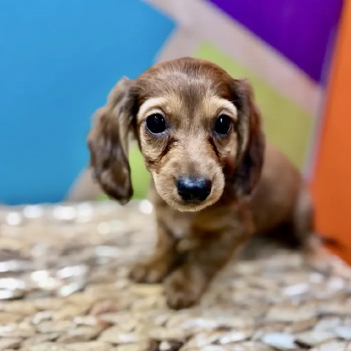 Female Dachshund Puppy for Sale in Rogers, AR