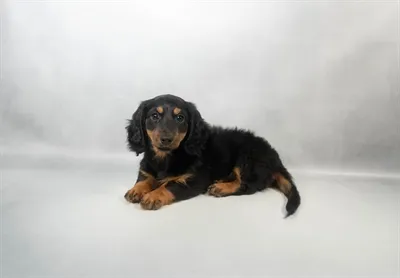 Female Dachshund puppy for sale at Petland Rogers.