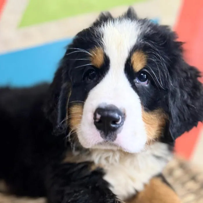Male Bernese Mountain Dog Puppy for Sale in Rogers, AR