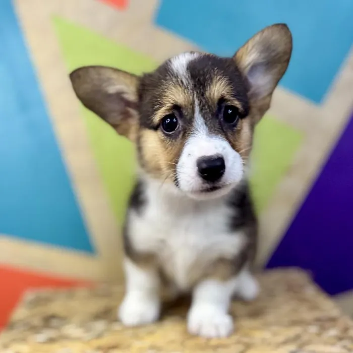 Female Pembroke Welsh Corgi Puppy for Sale in Rogers, AR