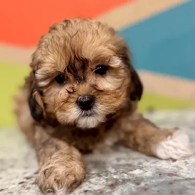 Female Shipoo Puppy for Sale in Fayetteville, AR